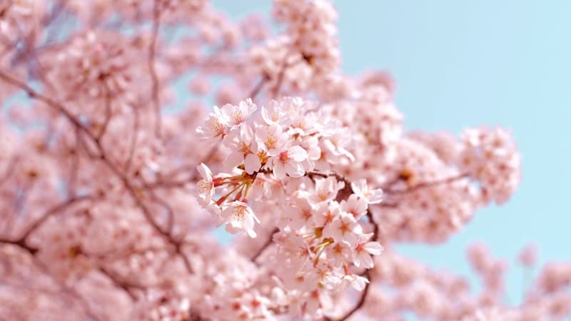 桜と花に囲まれた春生まれの女の子のイメージ